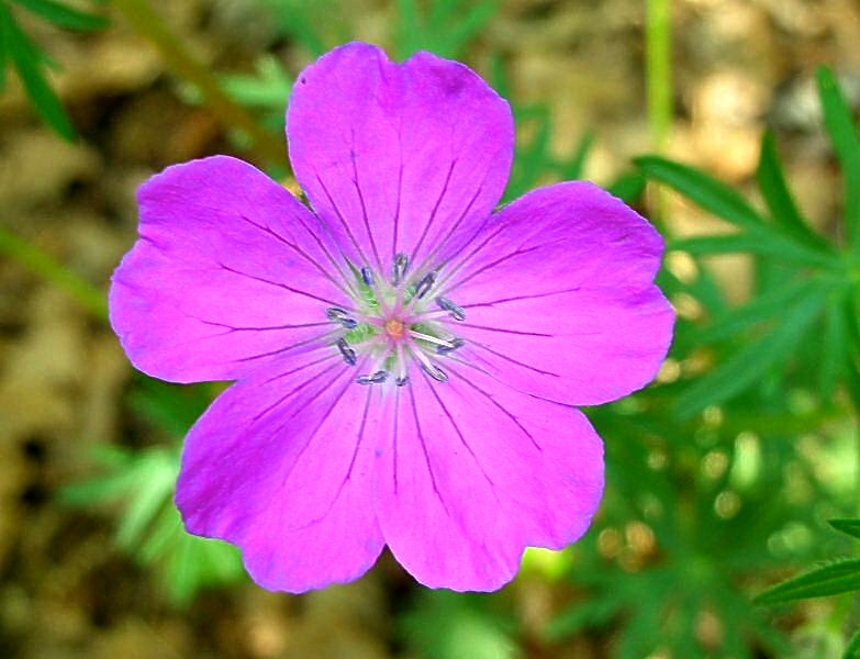 Geranium sanguineum / Geranio sanguigno